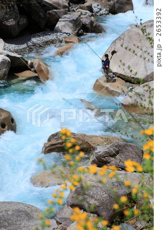 山吹咲く阿寺渓谷 2653392