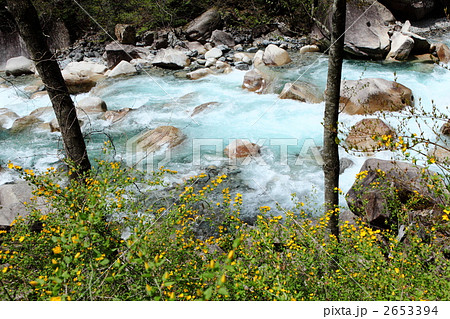 山吹咲く阿寺渓谷 山吹咲く阿寺渓谷 2653394