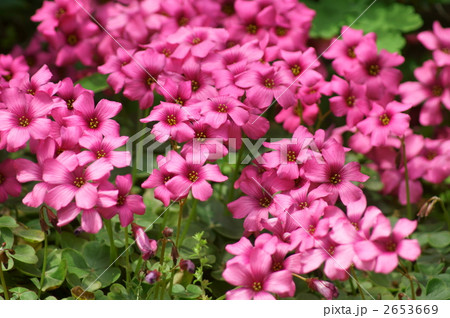 オキザリス　紅カタバミ 2653669