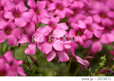 オキザリス　紅カタバミ 2653671