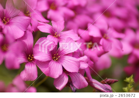 オキザリス　紅カタバミ 2653672