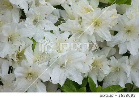 久留米つつじ 白花の花言葉は「初恋」 久留米つつじ 白花の花言葉は「初恋」 2653695