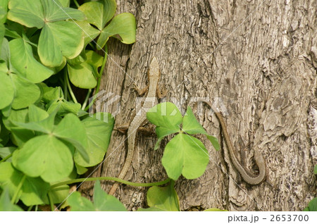 春の日本愛蛇ペア 2653700