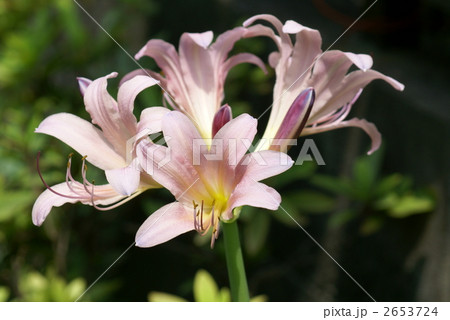 夏の花　インド浜木綿?　アマルクリヌム? 2653724