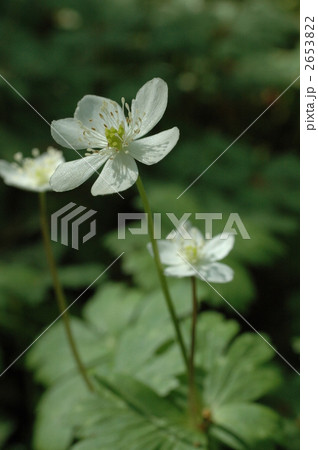板橋区の花　ニリンソウ　 2653822