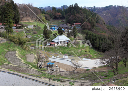 八坂の棚田 2653900