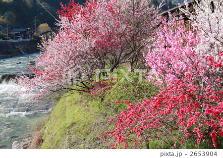花桃咲く妻籠宿 2653904