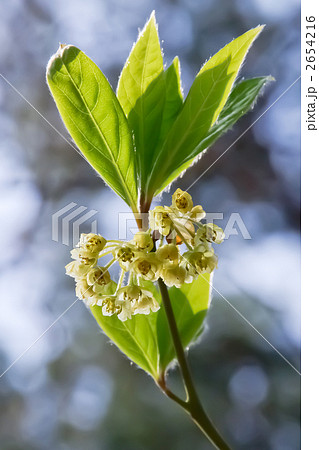 クロモジの花 2654216