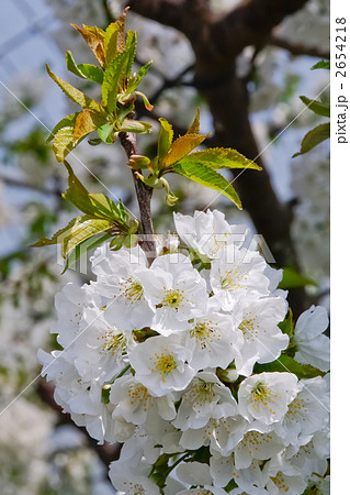 サクランボの花 サクランボの花 2654218