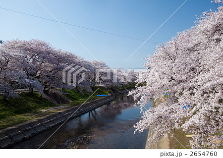 新境川堤の桜並木 2654760