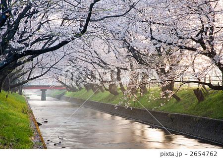 五条川の桜並木 五条川の桜並木 2654762