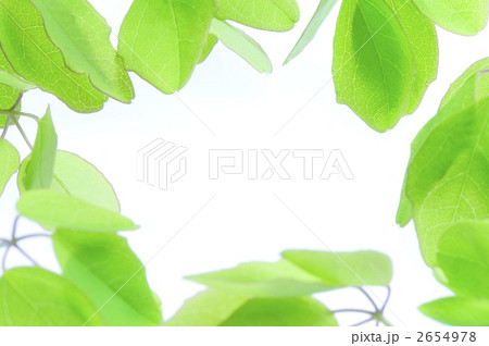 アケビの若葉フレーム 2654978