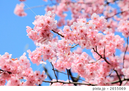陽光桜 (東京・上野公園) 2655069