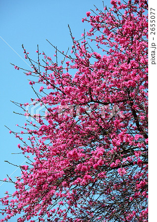 菊桃 (上野・五条天神) 2655077