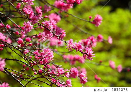 菊桃 (上野・五条天神) 2655078