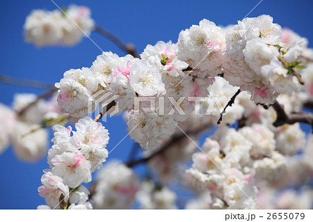 枝垂桃花 (東京・国立西洋美術館) 2655079