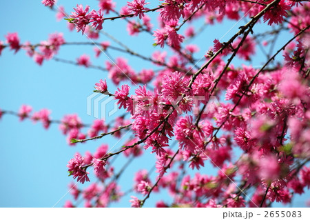 菊桃 (上野・五条天神) 菊桃 (上野・五条天神) 2655083