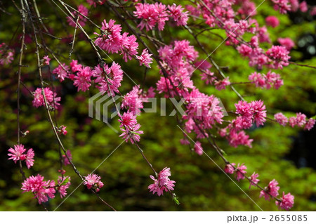 菊桃 (上野・五条天神) 菊桃 (上野・五条天神) 2655085