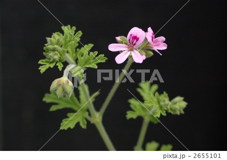 カトリソウ カトリソウ 2655101