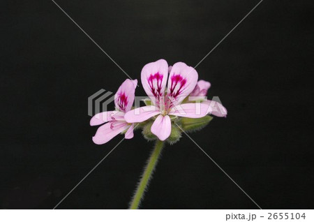 カトリソウ カトリソウ 2655104