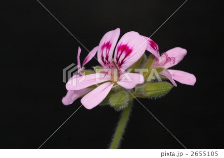 カトリソウ カトリソウ 2655105