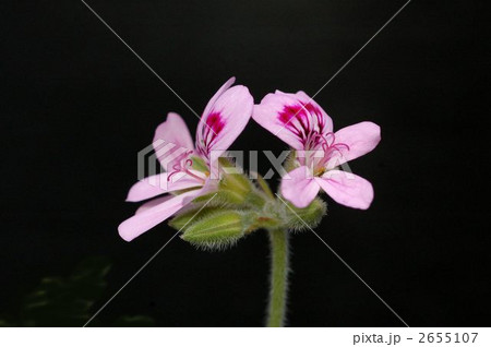 カトリソウ カトリソウ 2655107