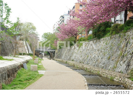 桜の京都堀川 2655572