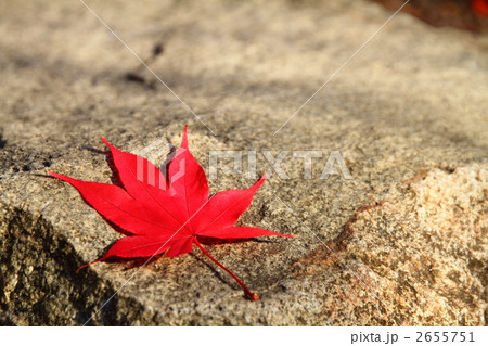 1つの紅葉 1つの紅葉 2655751