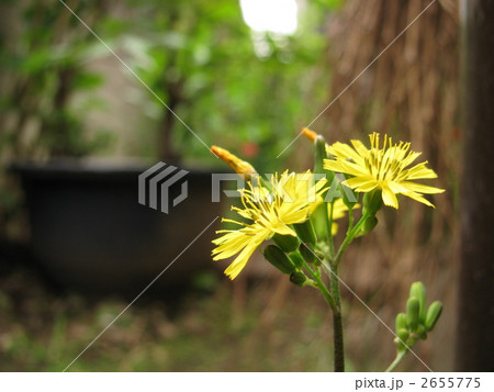 おにたびらこ 鬼田平子 オニタビラコの写真素材