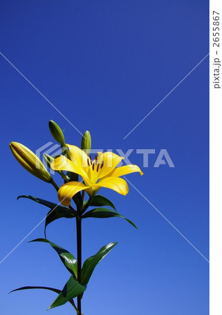 百合の花 百合の花 2655867