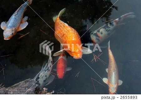 錦鯉　沢山 2655893