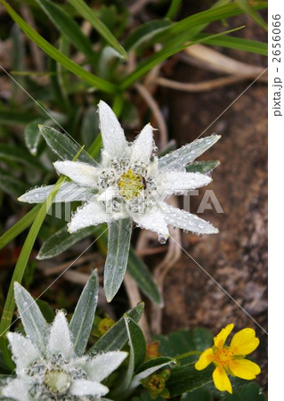 煌めくハヤチネウスユキソウ 煌めくハヤチネウスユキソウ 2656066