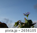オオイヌノフグリ 2656105