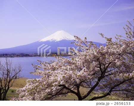 山梨 河口湖 富士山と満開の桜 2656153