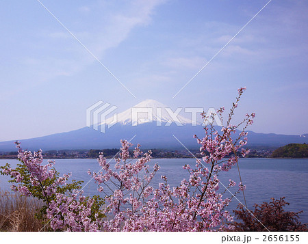 山梨 河口湖 富士山と桜 2656155