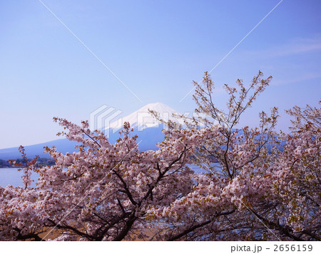 山梨 河口湖 富士山と満開の桜 山梨 河口湖 富士山と満開の桜 2656159