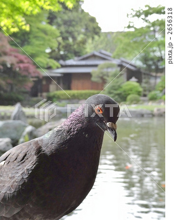 鳩と庭園 鳩と庭園 2656318