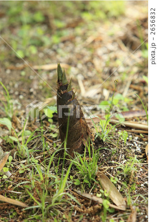 タケノコ タケノコ 2656832