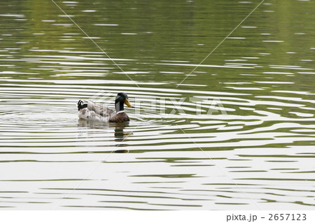 かも かも 2657123