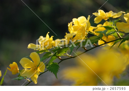 ヤマブキの花 2657593