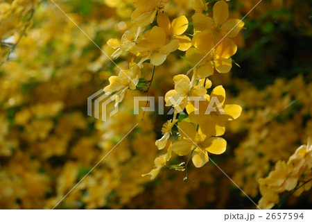 ヤマブキの花 ヤマブキの花 2657594