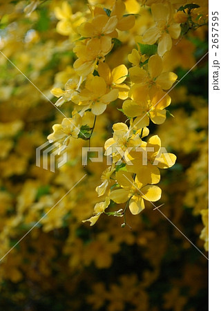 ヤマブキの花 2657595