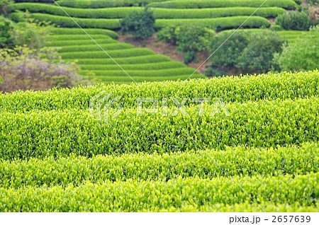 新茶畑 2657639