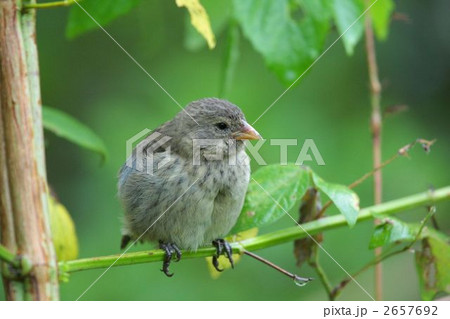 フィンチと雀 フィンチと雀 2657692