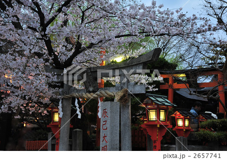 京都　辰巳大明神の桜 2657741