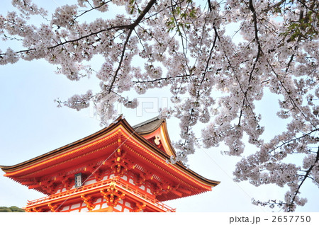 京都　清水寺　仁王門と桜 2657750