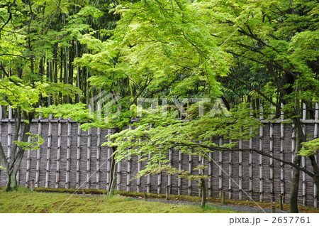 京都　桂離宮　竹塀と新緑 2657761