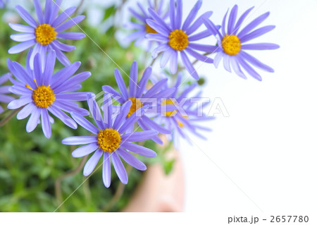 ブルーデージーの花の写真素材