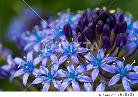 シラーペルビアナのマクロ 2658208