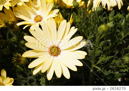 ディモルフォセカ 2658270